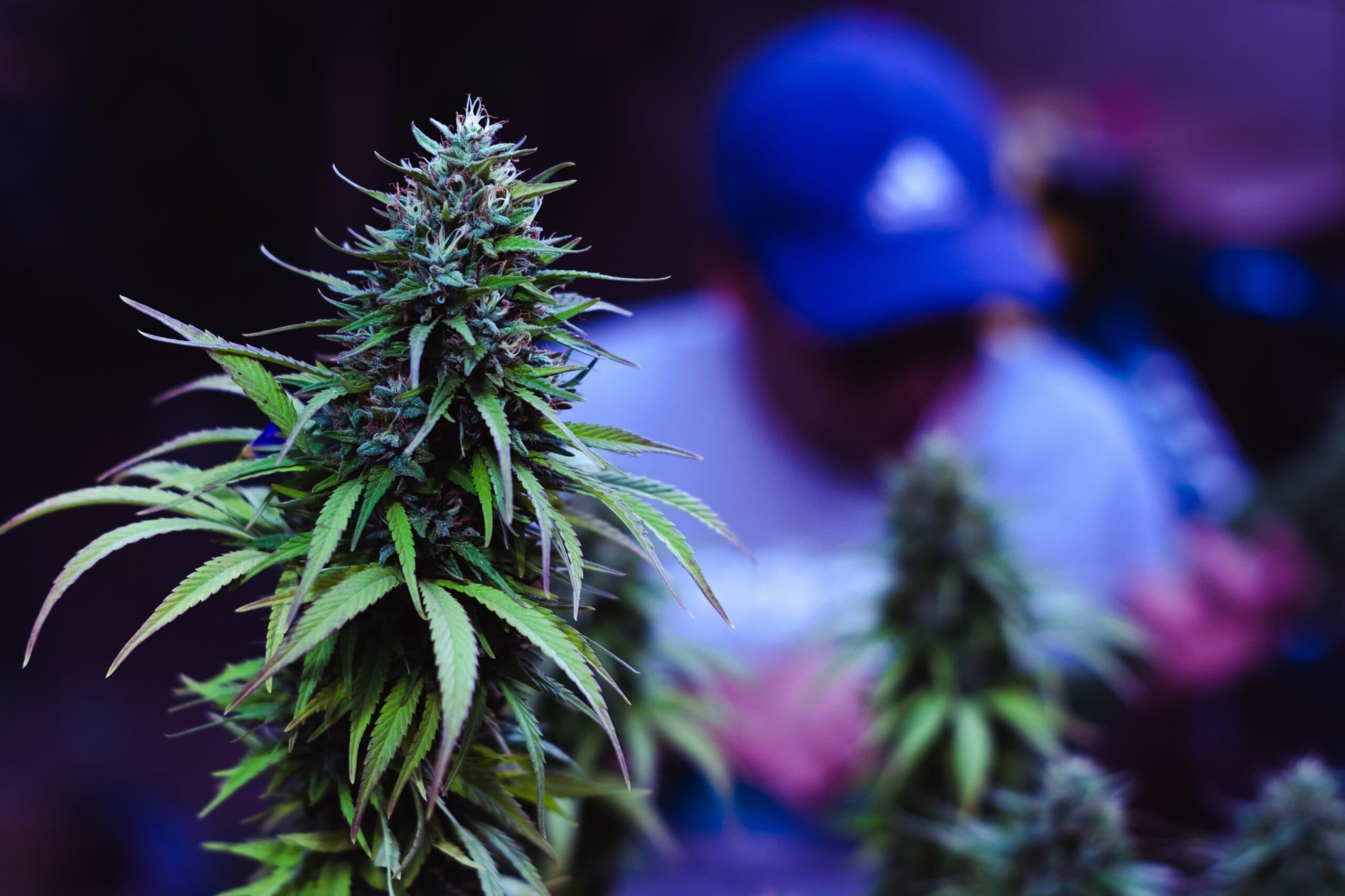 Premium cannabis flower background