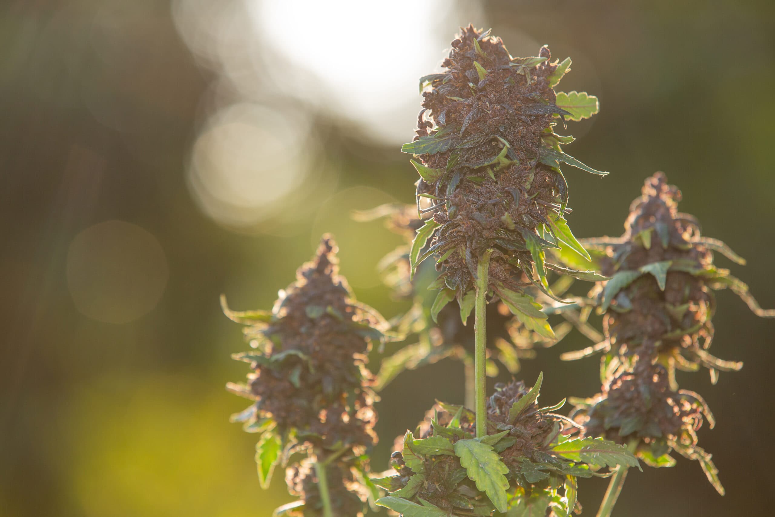Zoots Exotic Flower